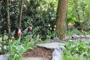 Tulpen-boomschors-stepstones