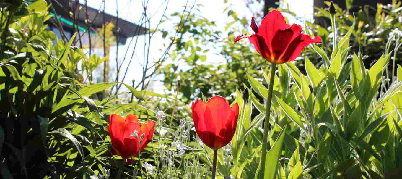 Tulpen-Korenbloem-Viltig-Hoornblad