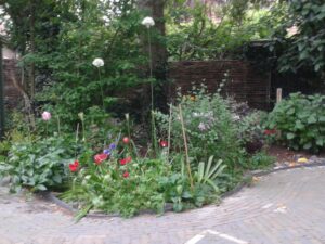 ecologische tuin -tulpen en witte sieruien