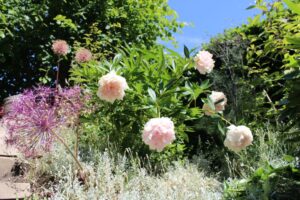 ecologische tuin – sierui en pioenroos