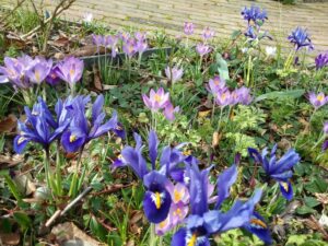 ecologische tuin – Irissen en crocussen