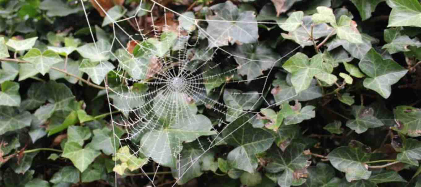 Spinnenweb aan Klimop